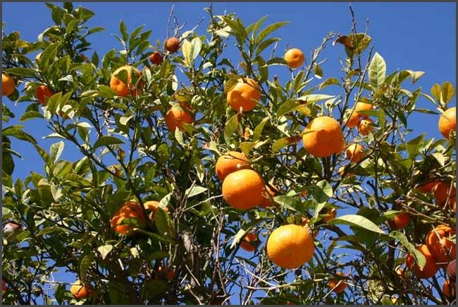 Tunesien 2010 - Hammamet