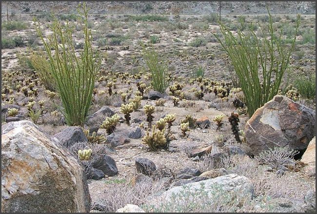 Kalifornien - Anza Borrego State Park