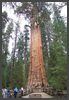 Kalifornien - Sequoia NP, General Sherman Tree - 84m hoch, 9m Durchmesser, über 2300 Jahre alt