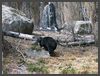 Kalifornien - Begegnung mit einem Schwarzbären
