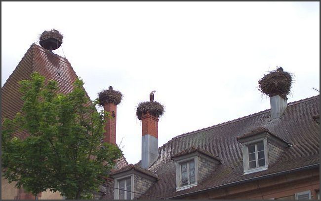 Storchennester in Munster im Elsaß