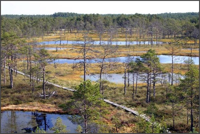 Estland - Lahemaa Hochmoor