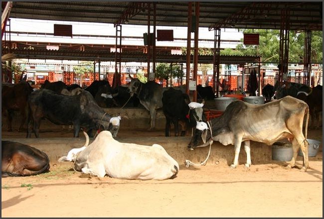 Indien - Rajasthan Tierkrankenhaus