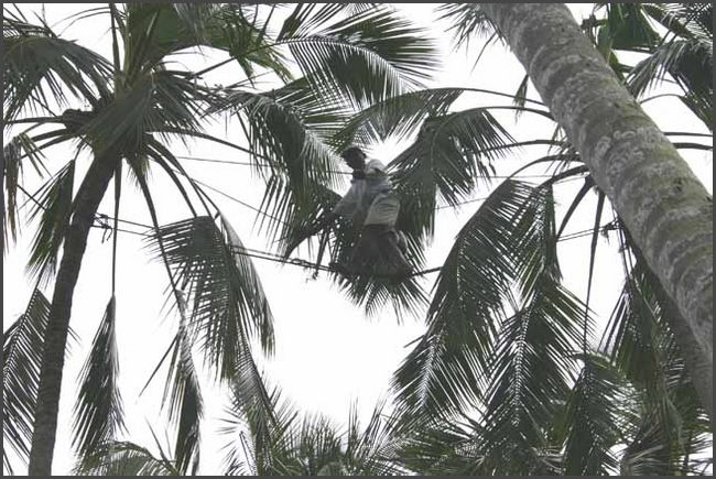 Sri Lanka 2009 - Palmweinernte