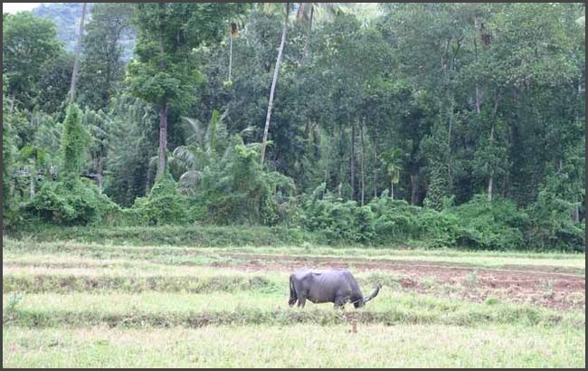 Sri Lanka 2009 - Wasserb&uuml;ffel
