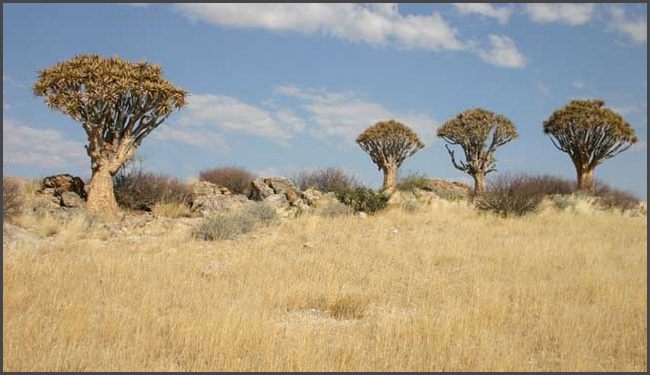 Namibia - Naukluft Park - K&ouml;cherbaum