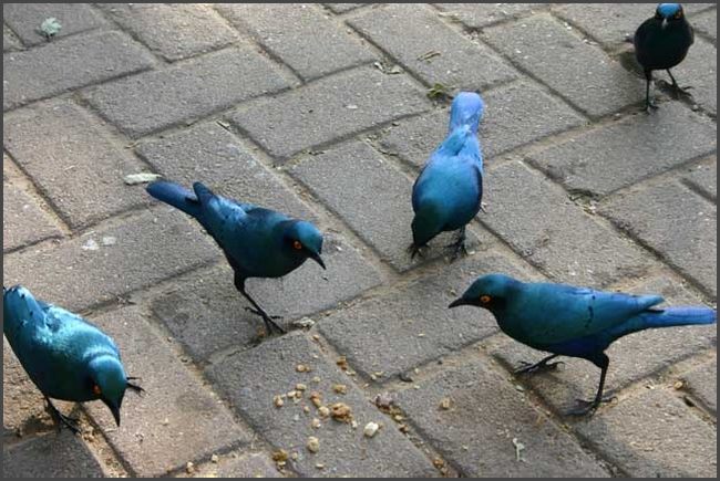 S&uuml;dafrika - Kr&uuml;ger Nationalpark
