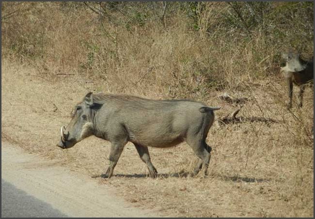S&uuml;dafrika - Kr&uuml;ger Nationalpark