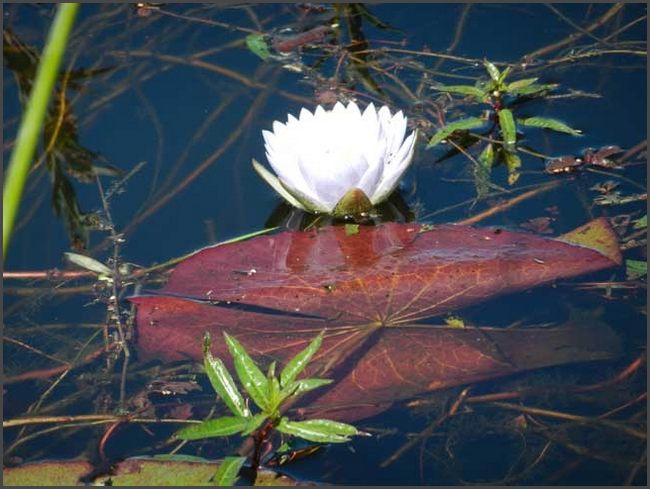 Botswana - Okawango Delta
