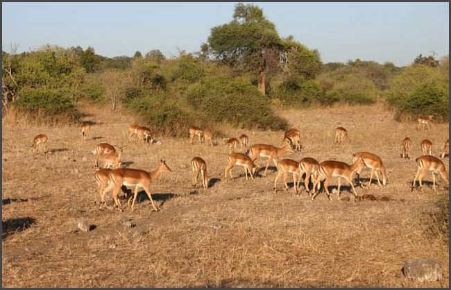 Botswana - Chobe Nationalpark