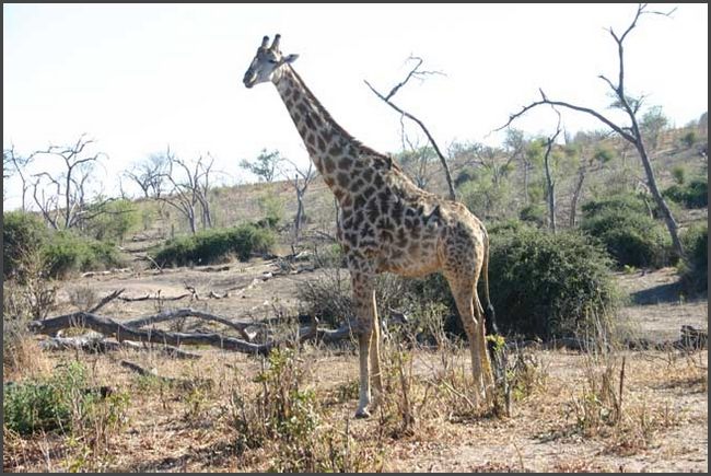 Botswana - Chobe Nationalpark