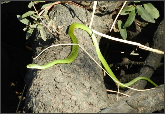 Botswana - Chobe Flu&szlig;fahrt