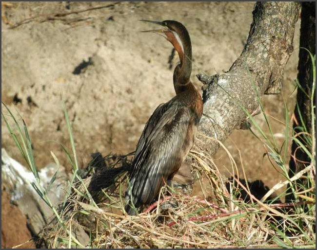 Botswana - Chobe Flu&szlig;fahrt