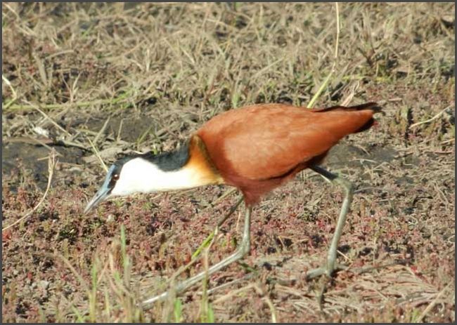 Botswana - Chobe Flu&szlig;fahrt