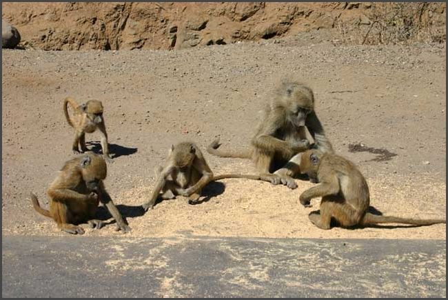 Sambia -Viktoria Wasserf&auml;lle